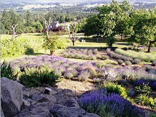 Victoria's Lavender Pillow and Linen Spray — Lavender Essential Oil - Image 7
