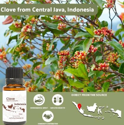 Clove Essential Oil - Image 4