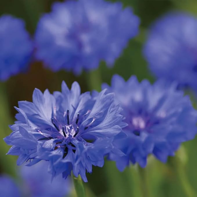 Aromatics International Cornflower Hydrosol 100ml | Delicate Floral Aromatic - Image 2