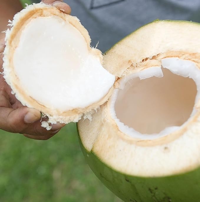 Fractionated Coconut Oil - Image 9