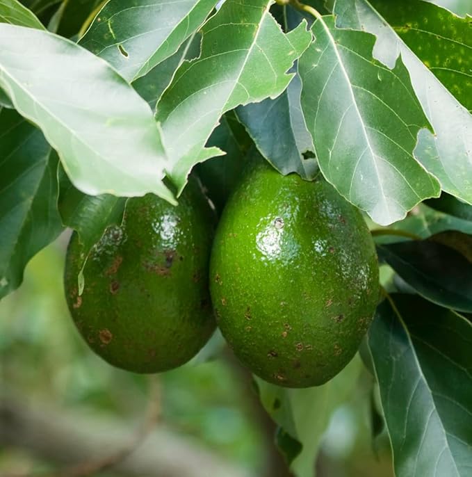 Avocado Oil - Direct from EIR Oils Farm in Spain - 100% Pure Carrier Oil - Image 8