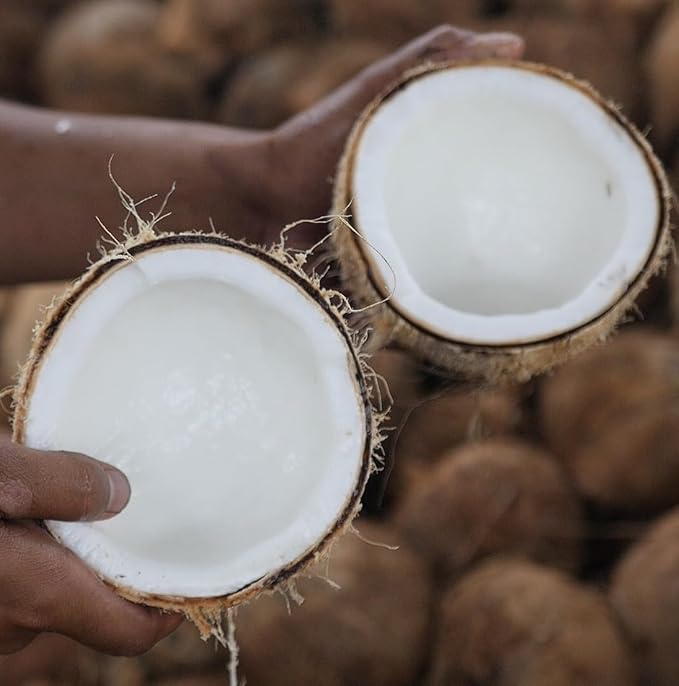 Fractionated Coconut Oil - Image 9