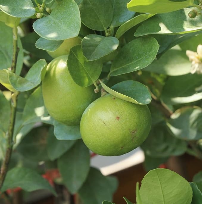 Lime Essential Oil - Image 9