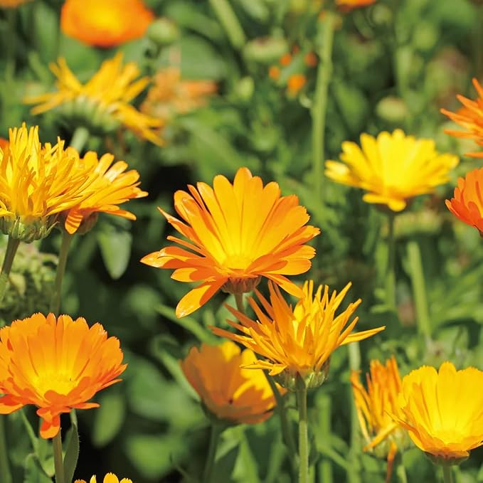 Aromatics International Calendula Hydrosol 100ml | Gentle Aromatic Mist - Image 2