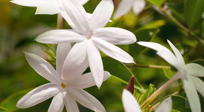 Jasmine Hydrosol Face Mist Calming Spray, Aromatherapy, Body Mist, Set Makeup - Image 3