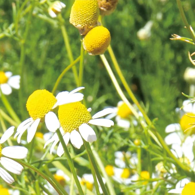 Aromatics International German Chamomile Hydrosol 100ml | Soothing Aromatic - Image 2