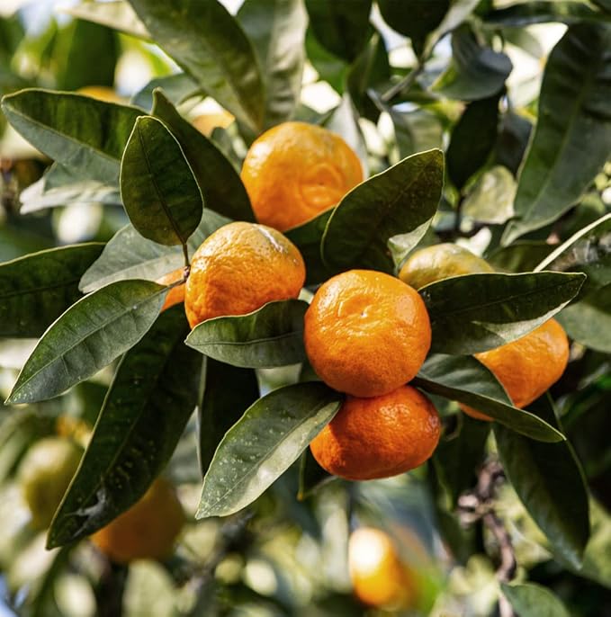 Tangerine Essential Oil - Image 8