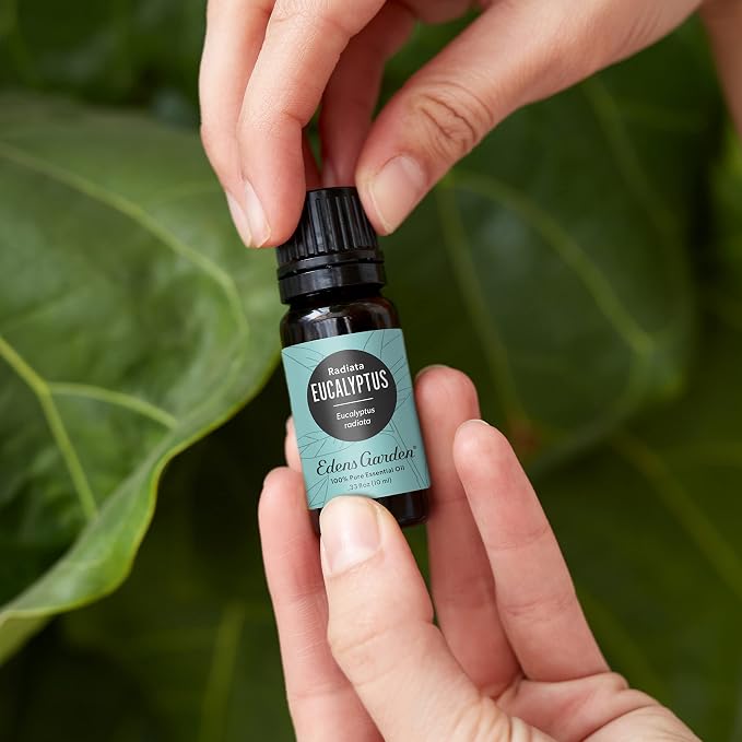 Edens Garden Eucalyptus- Radiata Essential Oil- 100% Pure Premium Grade - Image 2