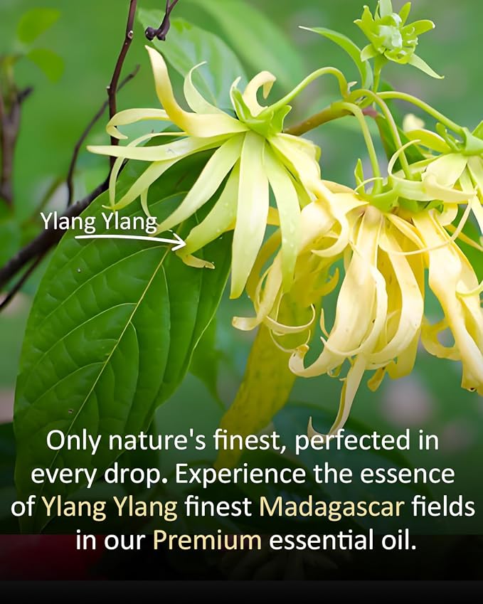 Pure Ylang Ylang Essential Oil, 100% Natural Ylang Ylang Oil, Premium Grade - Image 4