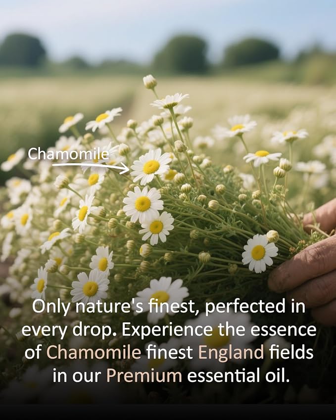 Pure Chamomile Essential Oil, 100% Natural Chamomile Oil, Premium Grade - Image 6