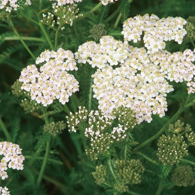 Aromatics International Yarrow Hydrosol 100ml | Herbal Aromatic Mist - Image 2