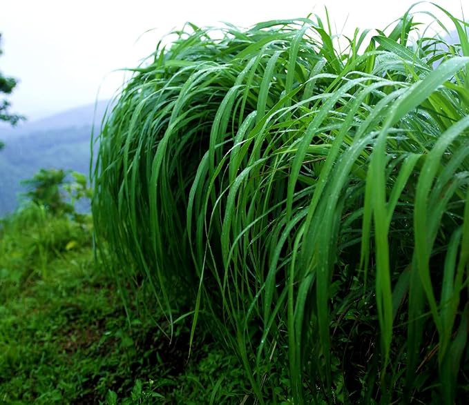 Citronella Essential Oil - Image 8