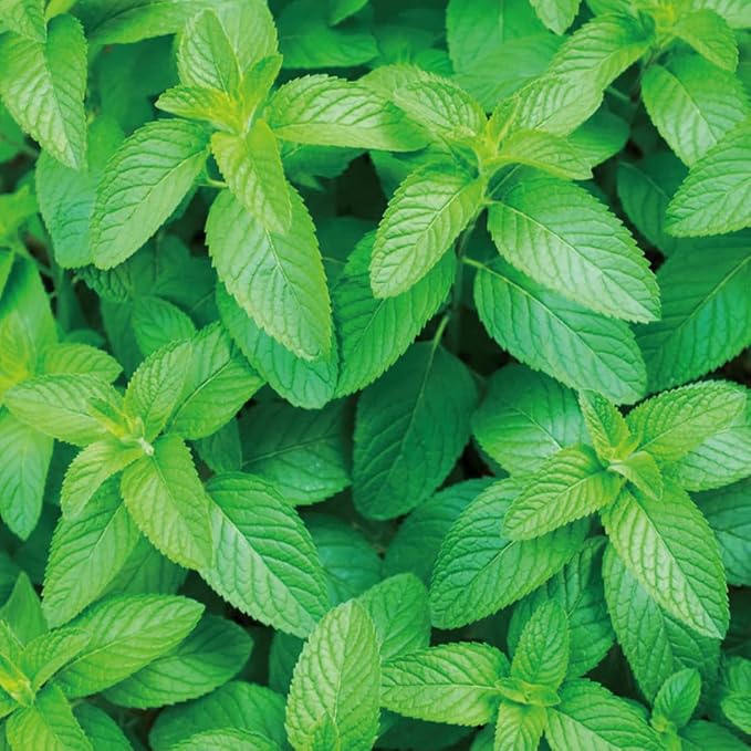 Aromatics International Spearmint Hydrosol 100ml | Refreshing Aromatic Spray - Image 2