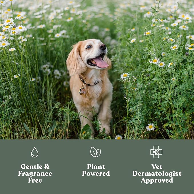 Dandylion Clean Paws No-Rinse Foaming Cleanser Refill – Gentle, Fragrance-Free - Image 4