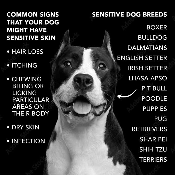 Pride and Groom The Sensitive One Dog Shampoo – All Natural Blend of Essential - Image 8