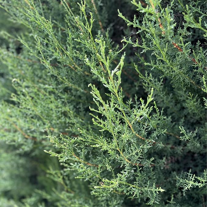 Cypress Essential Oil - Image 8