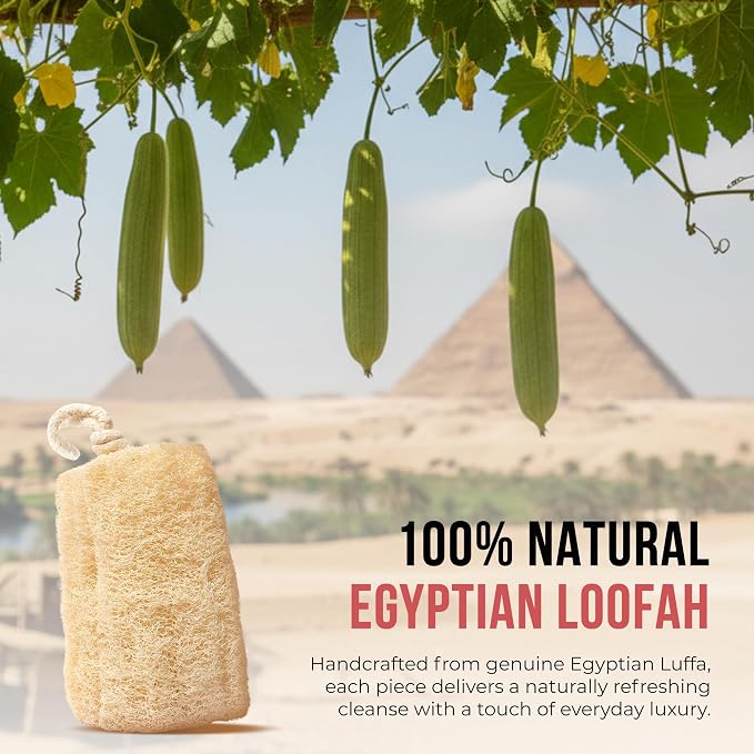 CraftsOfEgypt Natural Loofah Sponge – Egyptian Luffa Body Scrubber Pack of 2 - Image 5