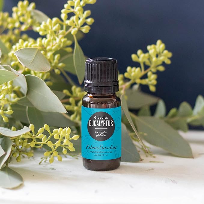 Edens Garden Eucalyptus-Globulus Essential Oil- 100% Pure Premium Grade - Image 2