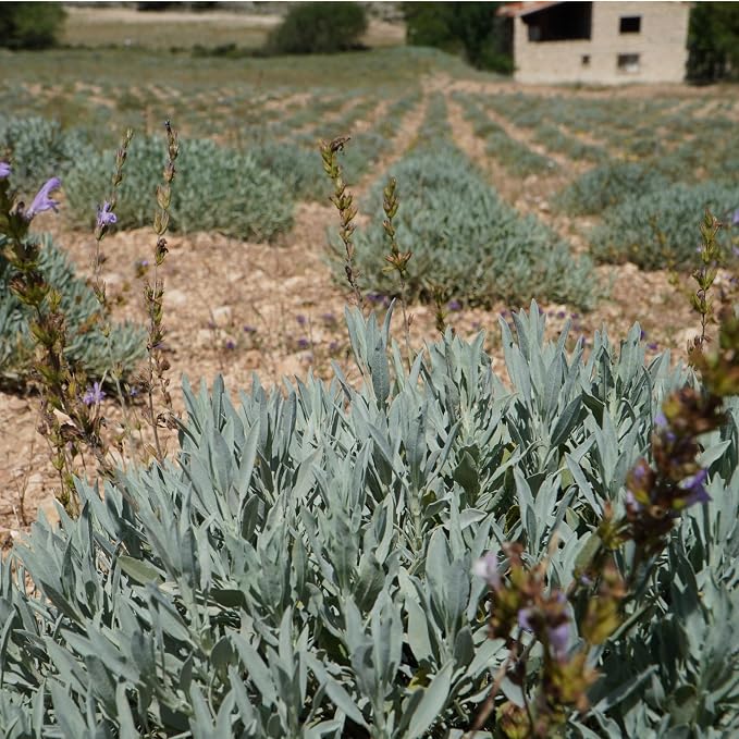 Sage Essential Oil - Image 5